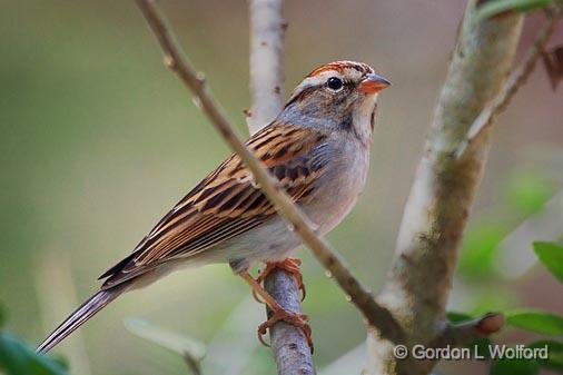 Chipping Sparrow_41081.jpg - Chipping Sparrow (Spizella passerina)Photographed along the Gulf coast near Rockport, Texas, USA.